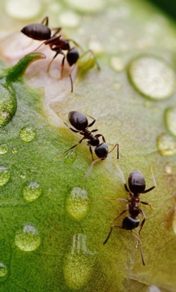 Ants on peony bud
